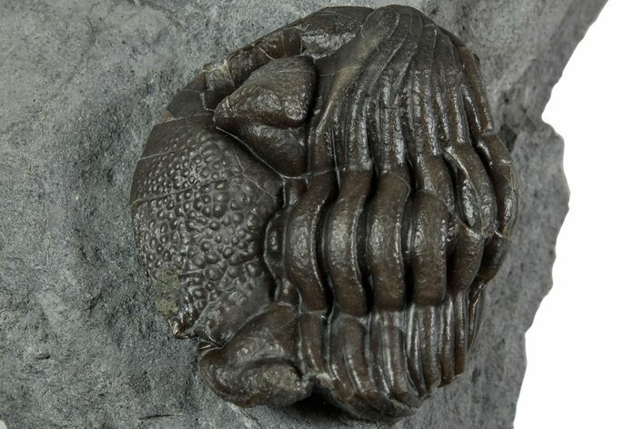 Wide Eldredgeops Trilobite Fossil - Paulding, Ohio #232231
